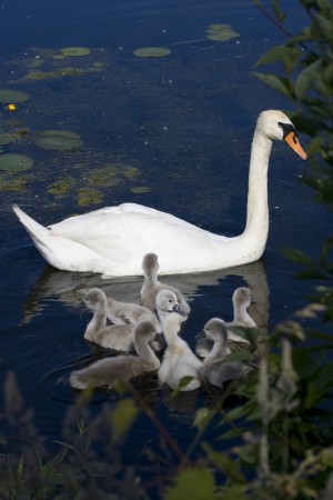 Swan and sygnets